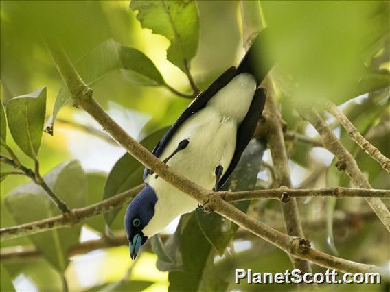 Blue Vanga (Cyanolanius madagascarinus)