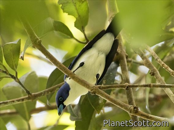 Madagascar Blue Vanga (Cyanolanius madagascarinus)