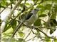 White-headed Vanga (Artamella viridis) - Female