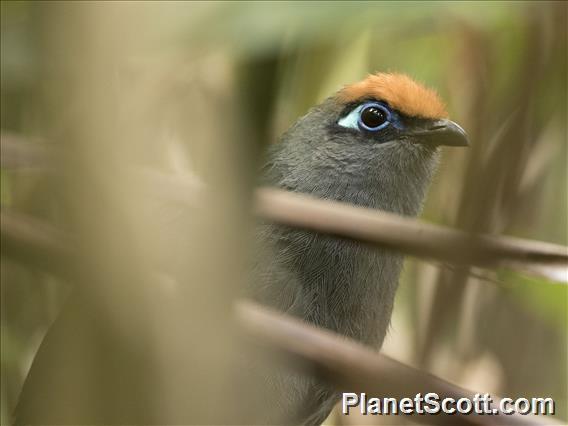 Red-fronted Coua (Coua reynaudii)