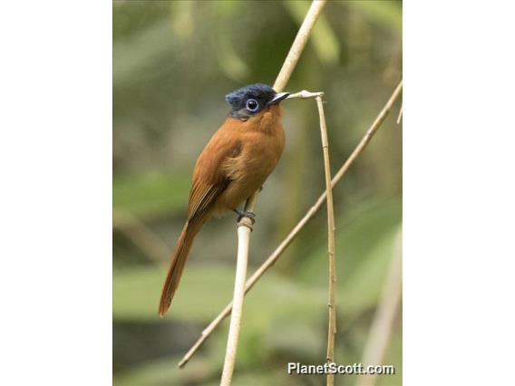 Madagascar Paradise-Flycatcher (Terpsiphone mutata)