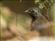 Red-breasted Coua (Coua serriana)