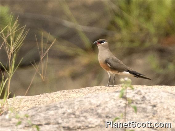 Madagascar Pratincole (Glareola ocularis)