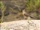 Madagascar Pratincole (Glareola ocularis)