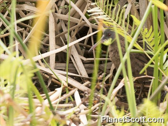 Madagascar Rail (Rallus madagascariensis)