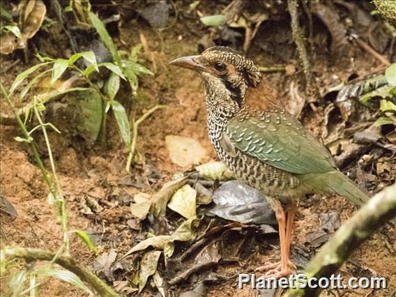 Scaly Ground-Roller (Geobiastes squamiger)