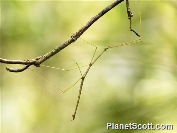 Madagascar Walking Stick (Leiophasma ssp)