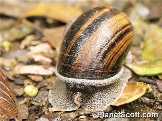 Madagascar Snail (Helicophanta magnifica)