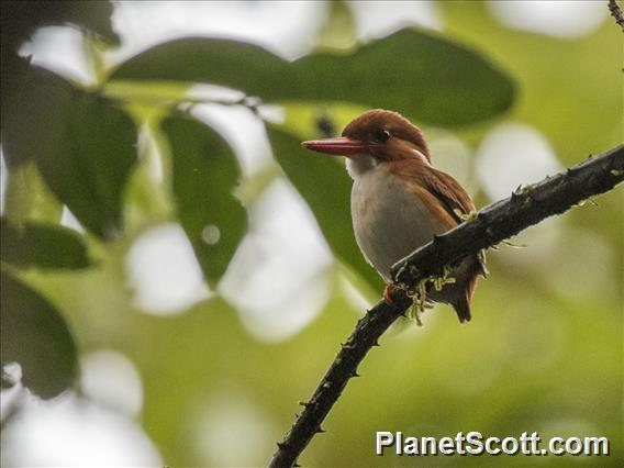 Madagascar Pygmy-Kingfisher (Corythornis madagascariensis)