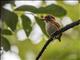 Madagascar Pygmy-Kingfisher (Corythornis madagascariensis)