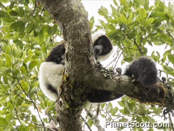 Black-and-white Ruffed Lemur (Varecia variegata)