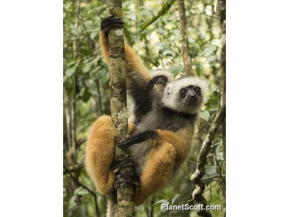 Diademed Sifaka (Propithecus diadema)