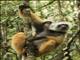 Diademed Sifaka (Propithecus diadema)