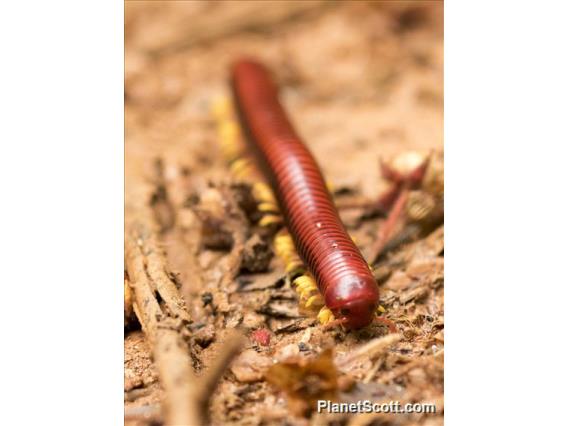 Andisibe Giant Pill Millipede (Aphistogoniulus sakalava)