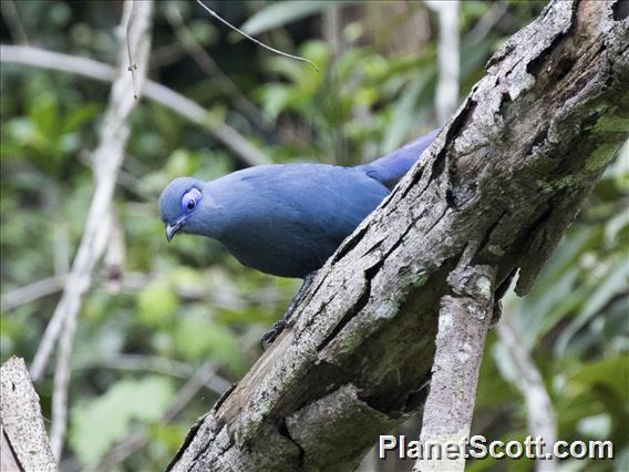 Blue Coua (Coua caerulea)