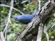 Blue Coua (Coua caerulea)