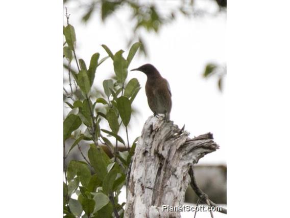 Madagascar Starling (Hartlaubius auratus)