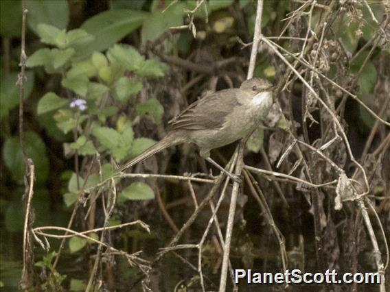 Madagascar Swamp-Warbler (Acrocephalus newtoni)