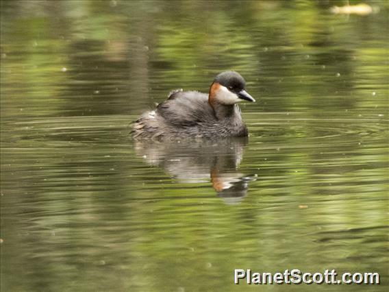 Madagascar Grebe (Tachybaptus pelzelnii)