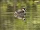 Madagascar Grebe (Tachybaptus pelzelnii)