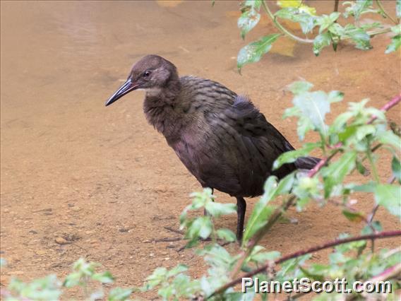 White-throated Rail (Dryolimnas cuvieri)