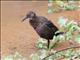 White-throated Rail (Dryolimnas cuvieri)