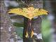 Madagascar Moon Moth (Argema mittrei)