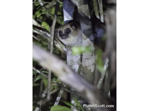 Crossley's Dwarf Lemur (Cheirogaleus crossleyi)