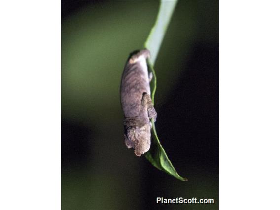 Big-nosed Chameleon (Calumma nasutum)