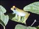 Green Bright-eyed Frog (Boophis viridis)