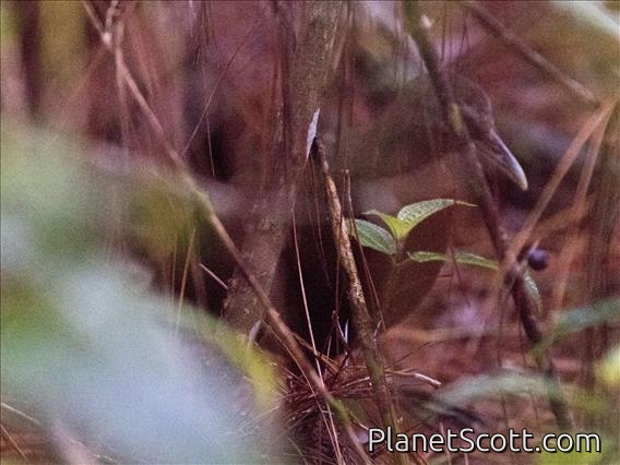 Madagascar Forest Rail (Mentocrex kioloides)