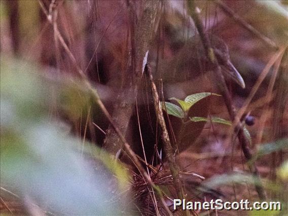 Madagascar Wood-Rail (Mentocrex kioloides)