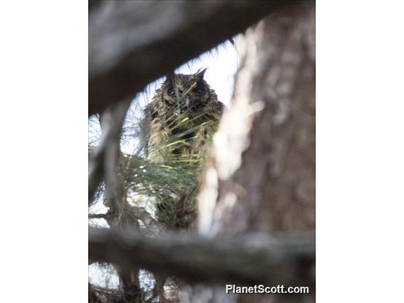 Madagascar Long-eared Owl (Asio madagascariensis)