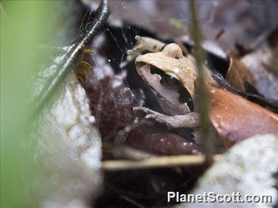 Madagascar Jumping Frog (Aglyptodactylus madagascariensis)