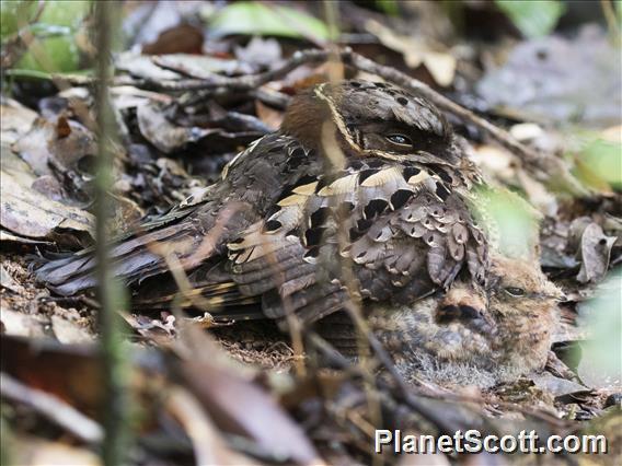 Collared Nightjar (Gactornis enarratus)