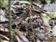 Collared Nightjar (Gactornis enarratus)