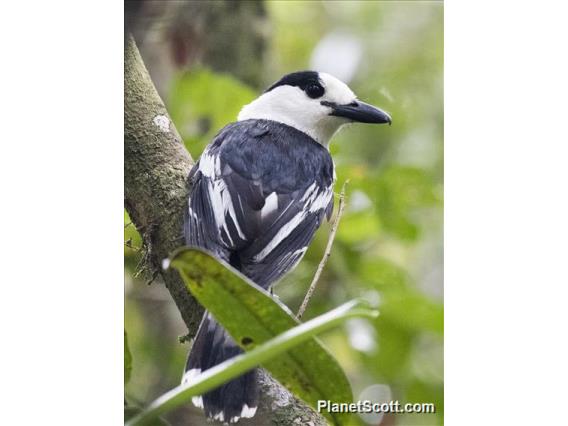 Hook-billed Vanga (Vanga curvirostris)