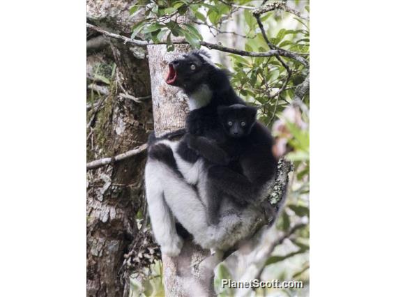 Indri (Indri indri)