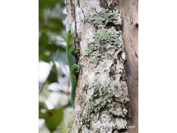 Madagascar Day Gecko (Phelsuma madagascariensis)