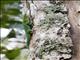 Madagascar Day Gecko (Phelsuma madagascariensis)