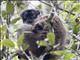 Brown Lemur (Eulemur fulvus)