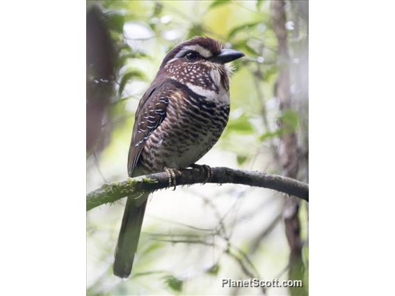 Short-legged Ground-Roller (Brachypteracias leptosomus)