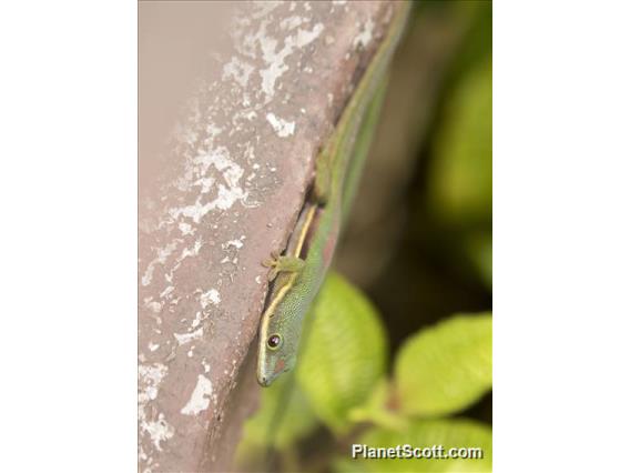 Lined Day Gecko (Phelsuma lineata)