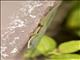 Lined Day Gecko (Phelsuma lineata)