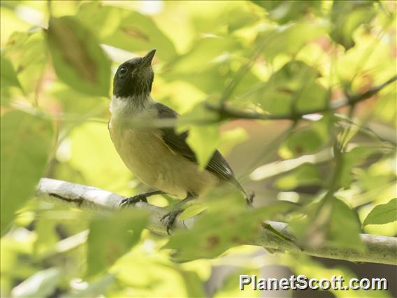 Tylas Vanga (Tylas eduardi)