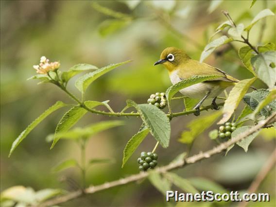 Madagascar White-eye (Zosterops maderaspatanus)