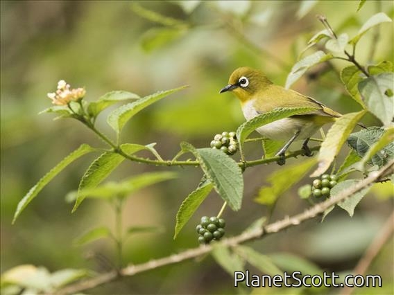 Malagasy White-eye (Zosterops maderaspatanus)