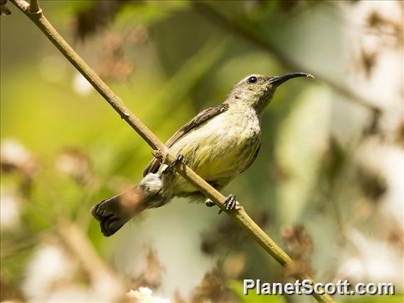 Souimanga Sunbird (Cinnyris sovimanga)