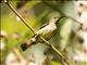 Souimanga Sunbird (Cinnyris sovimanga) - Female