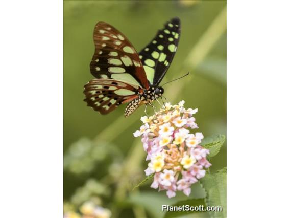 Red-veined Swallowtail (Graphium cyrnus)